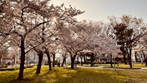 姫島公園　桜